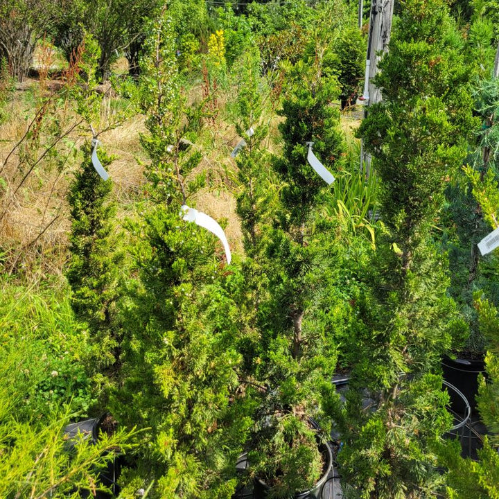 Upright, narrow behavior of Juniperus virginiana 'Emerald Sentinel' (Eastern Red Cedar) growing in a group