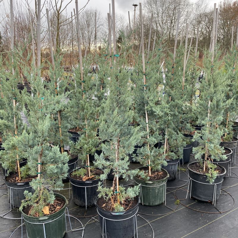 Juniperus virginiana 'Glauca' (Silver Eastern Red Cedar) Unity Grown