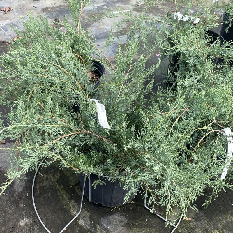 A potted evergreen shrub Juniperus virginiana 'Grey Owl' in a black 3 gallon nursery pot with dense green foliage, photographed outdoors.