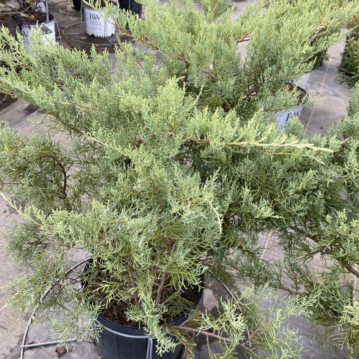 Juniperus virginiana 'Grey Owl' in 3 gallon container