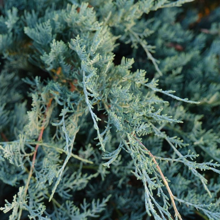Close up of foliage of Juniperus virginiana 'Grey Owl'