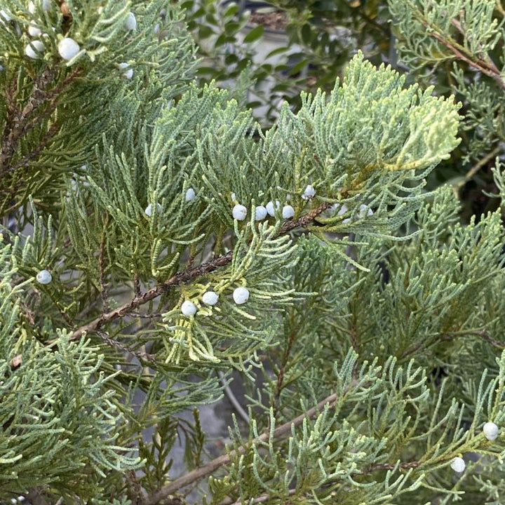 Berries of Juniperus virginiana 'Grey Owl'