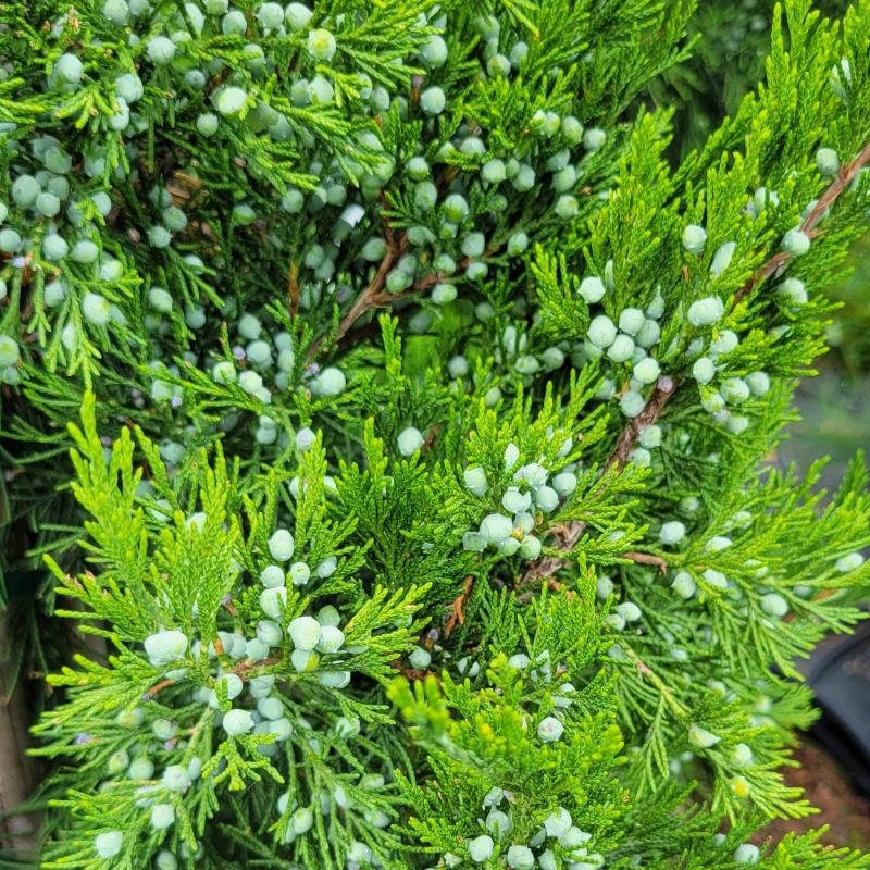 A close-up photo of the scaly foliage and profuse blue-green juniper berries of Juniperus virginiana 'Hillspire' (eastern red cedar)