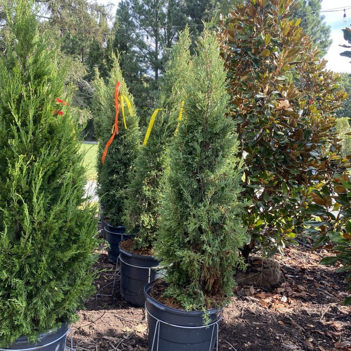 Juniperus virginiana 'Idyllwild' (Eastern Red Cedar)