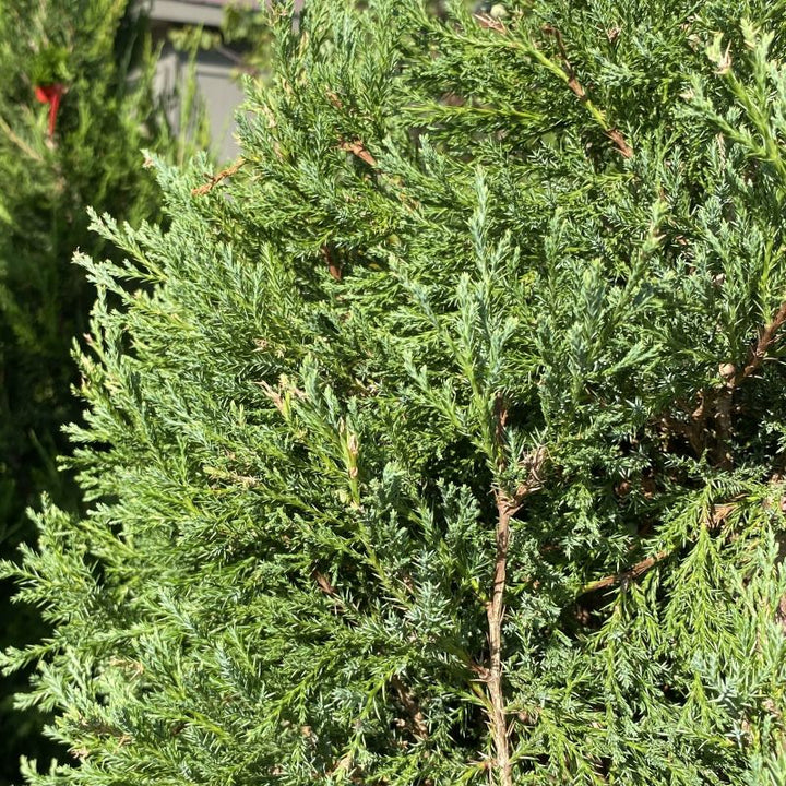 Juniperus virginiana 'Idyllwild' (Eastern Red Cedar)