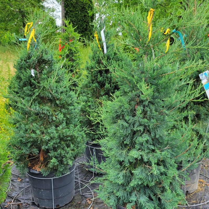 A group of green and blue-tinted 'Manhattan Blue' junipers (Juniperus virginiana) in 15-gallon containers