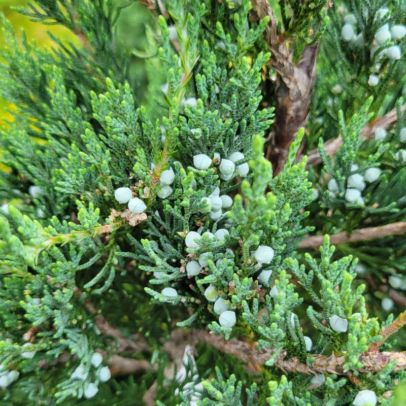 A close-up photo of the scaly blue-green foliage and blue-gray 'berries' of 'Manhattan Blue' juniper