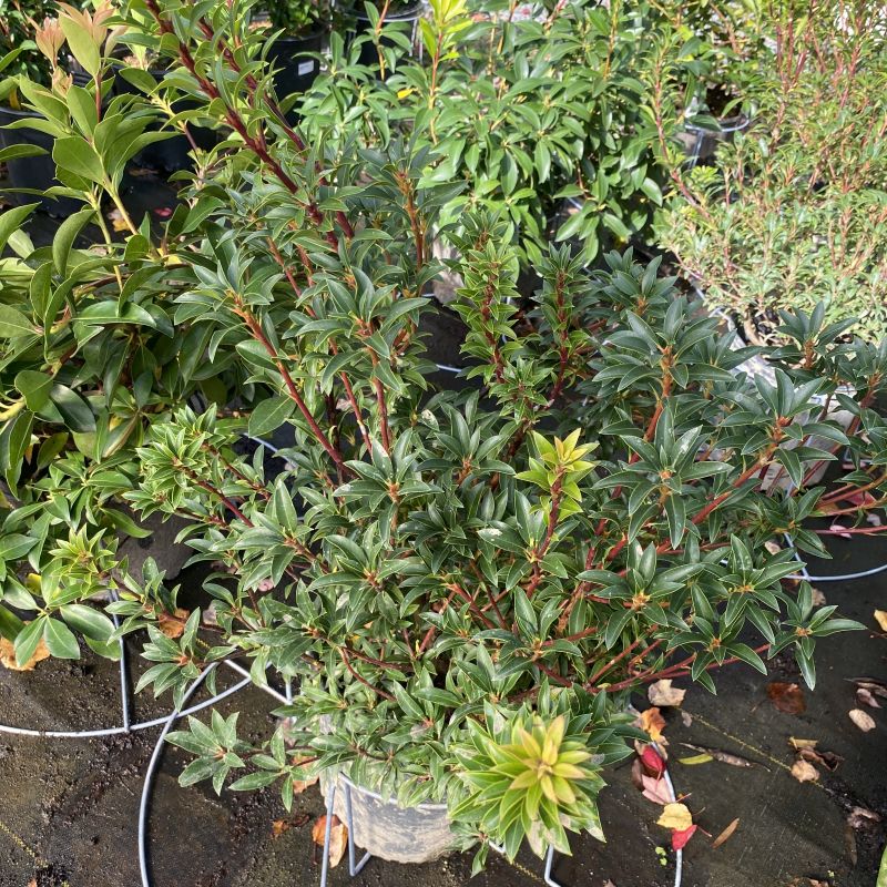 Kalmia latifolia (Mountain Laurel)