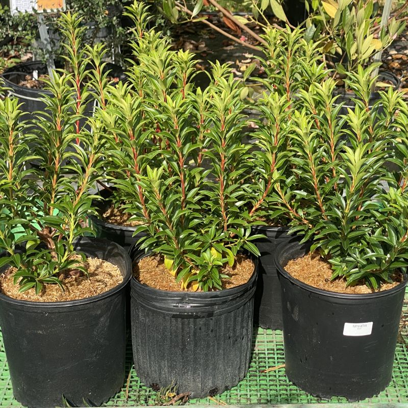 Shiny green leaves of Kalmia latifolia 'Elf' (Dwarf Mountain Laurel) in black 2.5 gallon pots