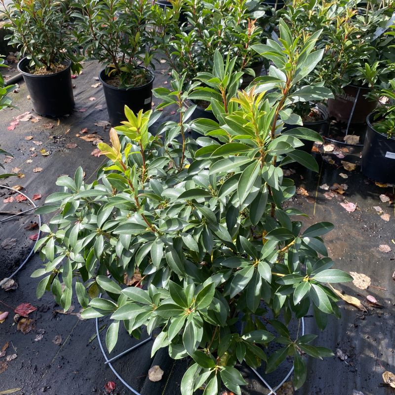 Kalmia latifolia 'Peppermint' (Mountain Laurel)