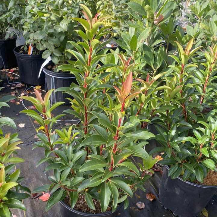 Kalmia latifolia 'Sarah' (Mountain Laurel)
