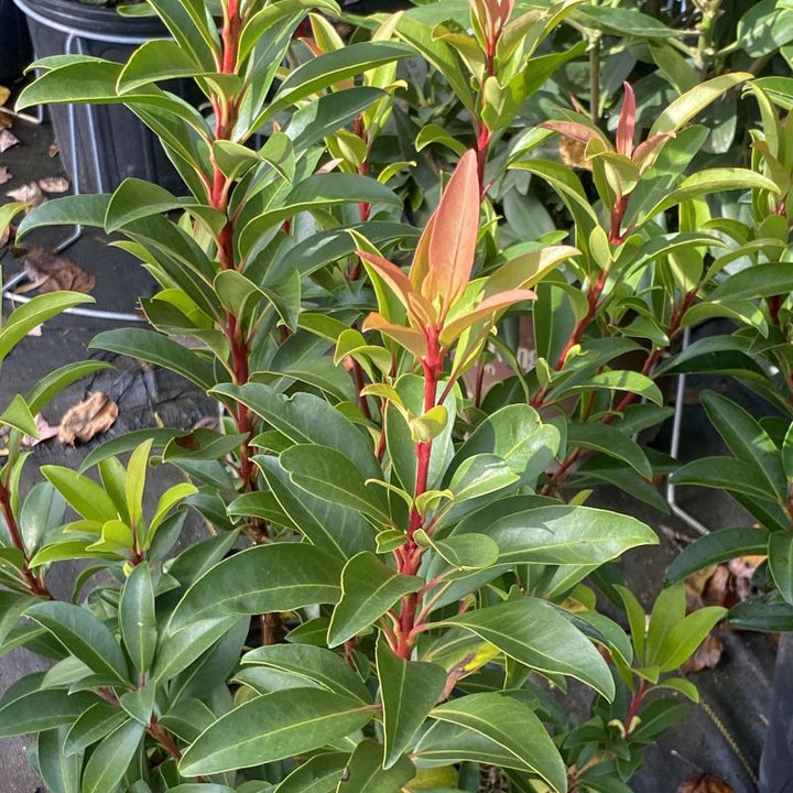 Kalmia latifolia 'Sarah' (Mountain Laurel)