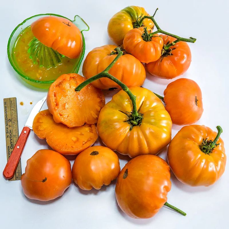 A variety of different-sized bright orange Kellogg's Breakfast tomatoes.