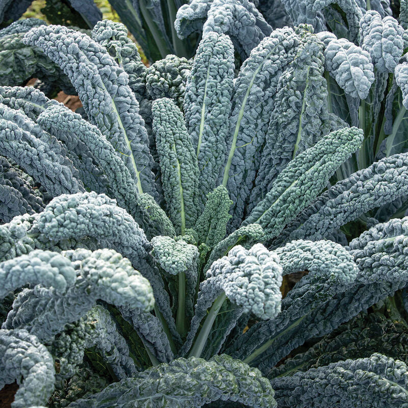 The beautiful, highly curled gray-green leaves of Black Magic Lacinato/dinosaur kale.