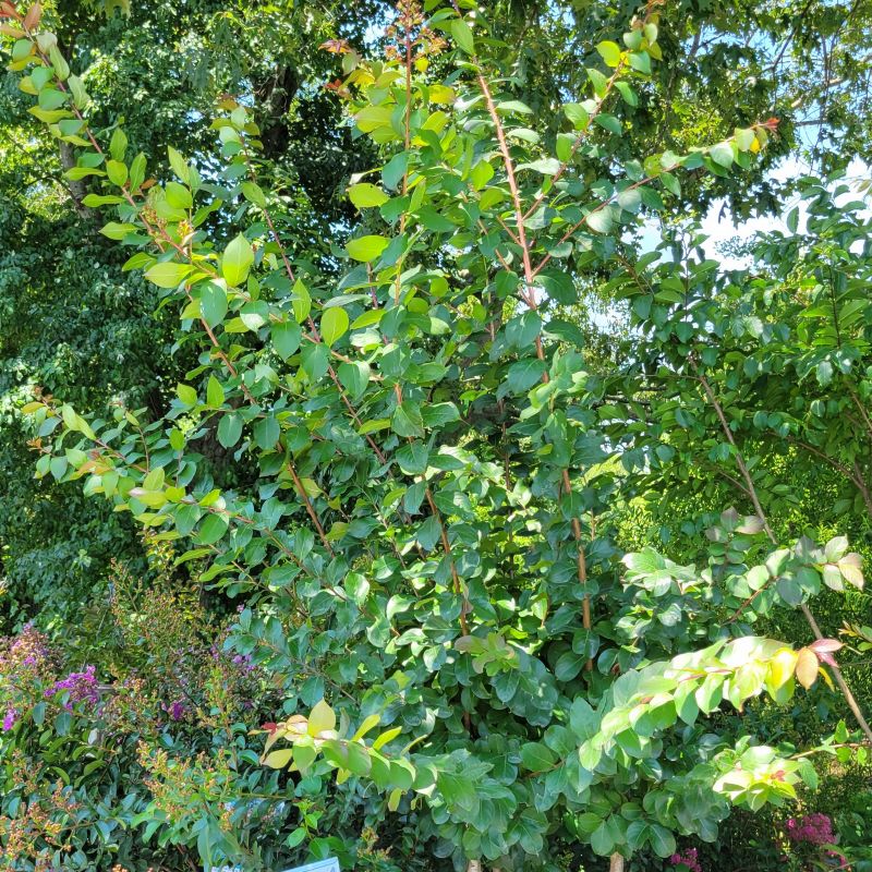A photo of the upper branches of Lagerstroemia Colorama 'Scarlet' showcasing its structure and deep green leaves