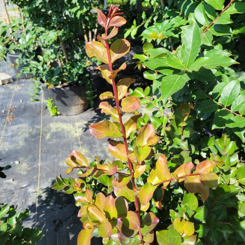 Close-up of the hot red stems and new growth of Lagerstroemia indica Dynamite® (Crape Myrtle)