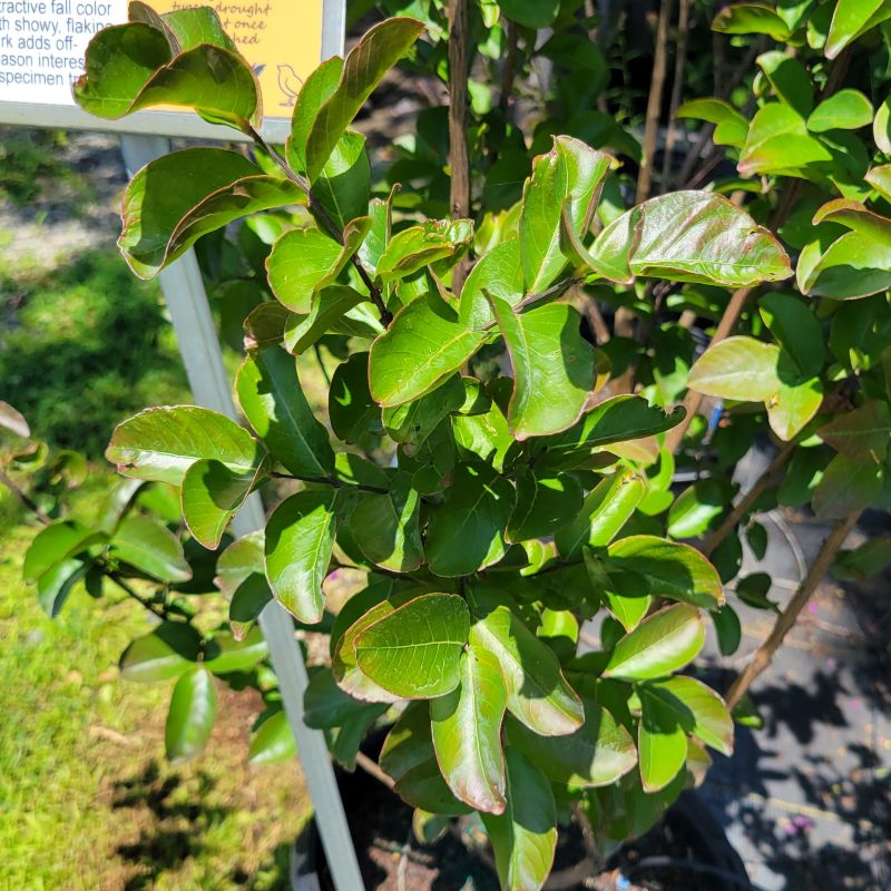 A close-up photo of the glossy green leaves of Lagerstroemia 'Miss Frances' crape myrtle