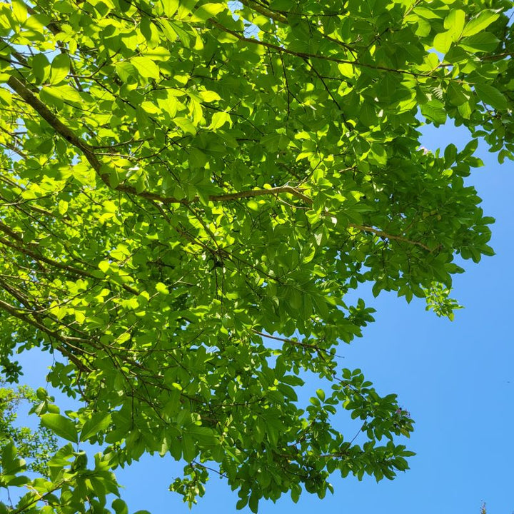 Upper canopy of a large caliper Lagerstroemia indica x fauriei 'Muskogee' (Crape Myrtle)