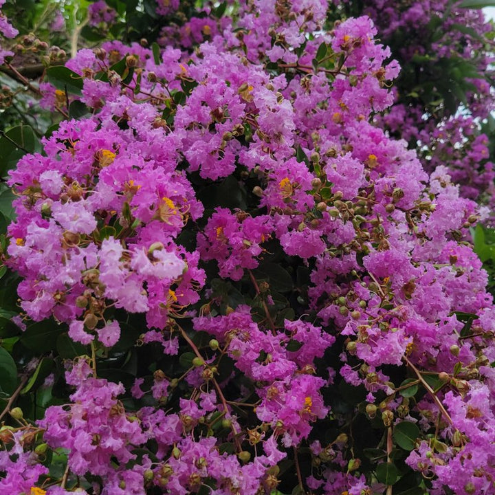 A close-up photo of the lavender purple flowers of Lagerstroemia 'Muskogee' crape myrtle