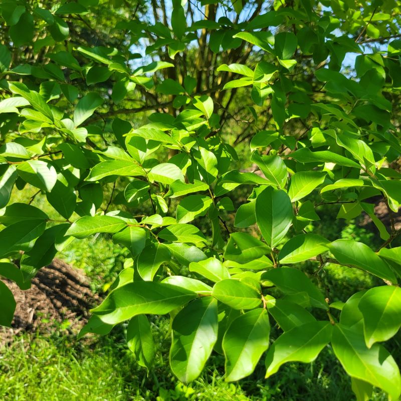 Close-up of the attractive green leaves of Lagerstroemia indica x fauriei 'Muskogee' (Crape Myrtle)