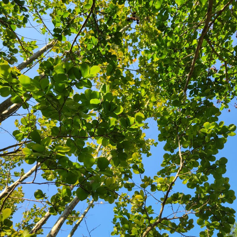 Canopy of Lagerstroemia indica 'Potomac' (Crape Myrtle) grown as a large caliber B&B tree.