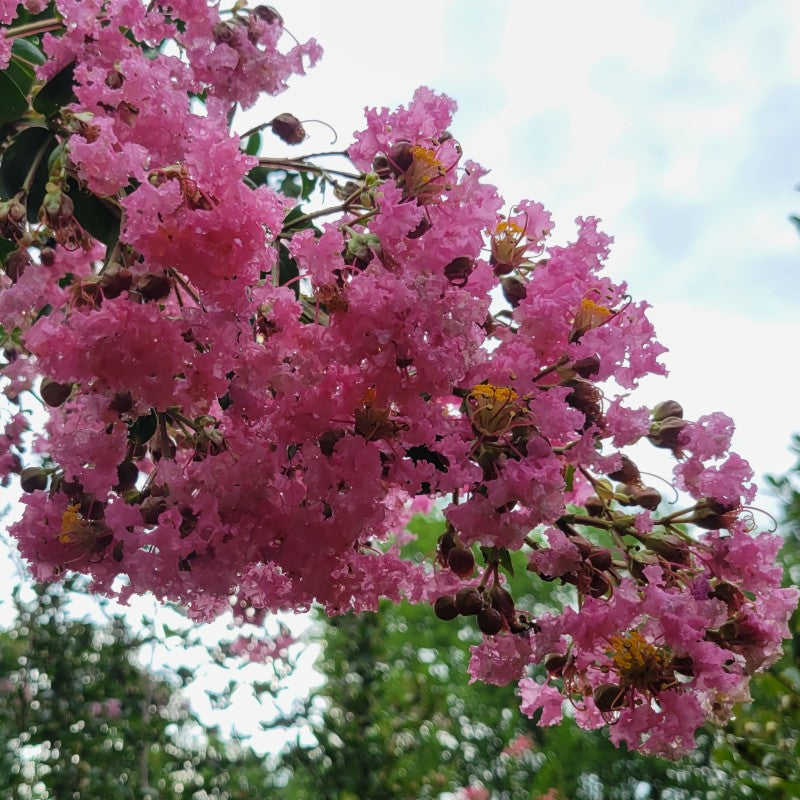 A close-up photo of the cotton candy pink flowers of Lagerstroemia 'Potomac' crape myrtle