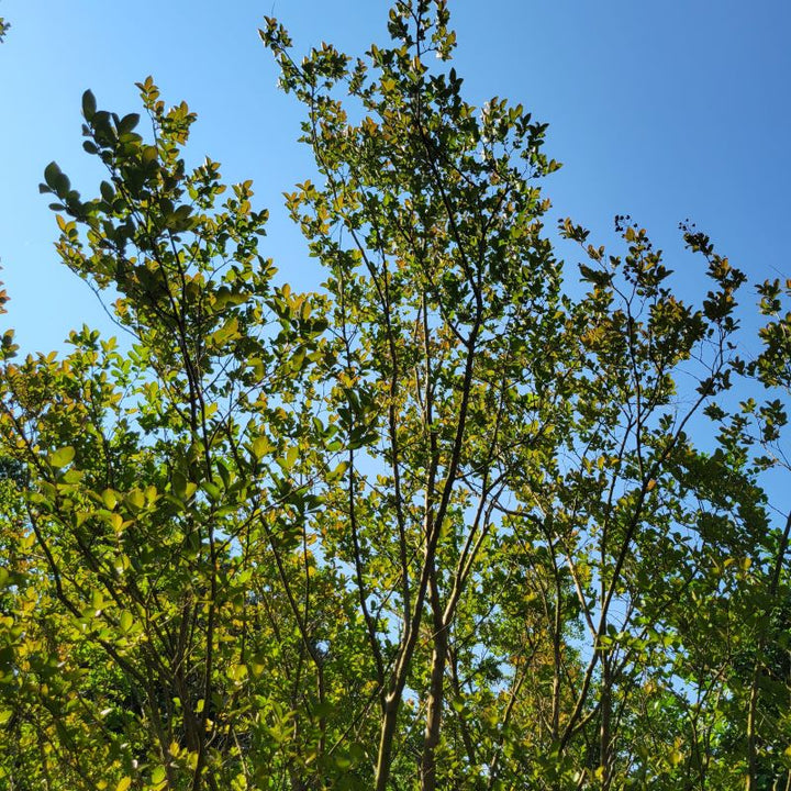 Upper branches of a large B&B Lagerstroemia indica x fauriei 'Tonto' (Crape Myrtle)