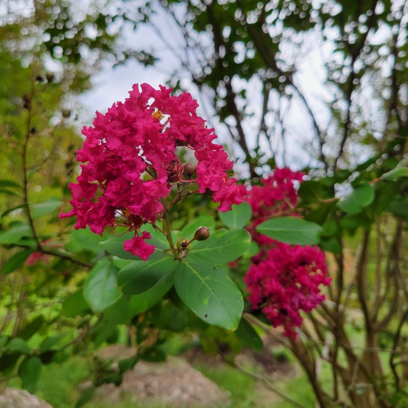 Close-up photo of the large, showy flower clusters of Lagerstroemia 'Tonto' crape myrtle in fuchsia-pink