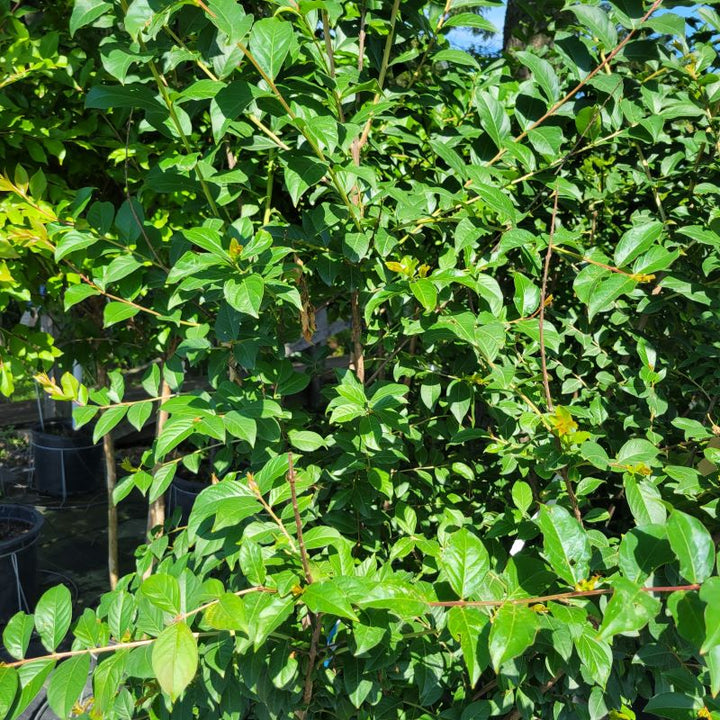 Branches and glossy leaves of Lagerstroemia indica x fauriei 'Tuscarora' (Crape Myrtle)