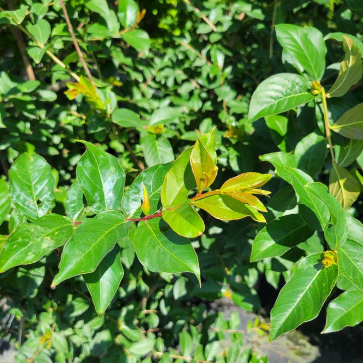 Close-up of the colorful, glossy leaves of Lagerstroemia indica x fauriei 'Tuscarora' (Crape Myrtle)