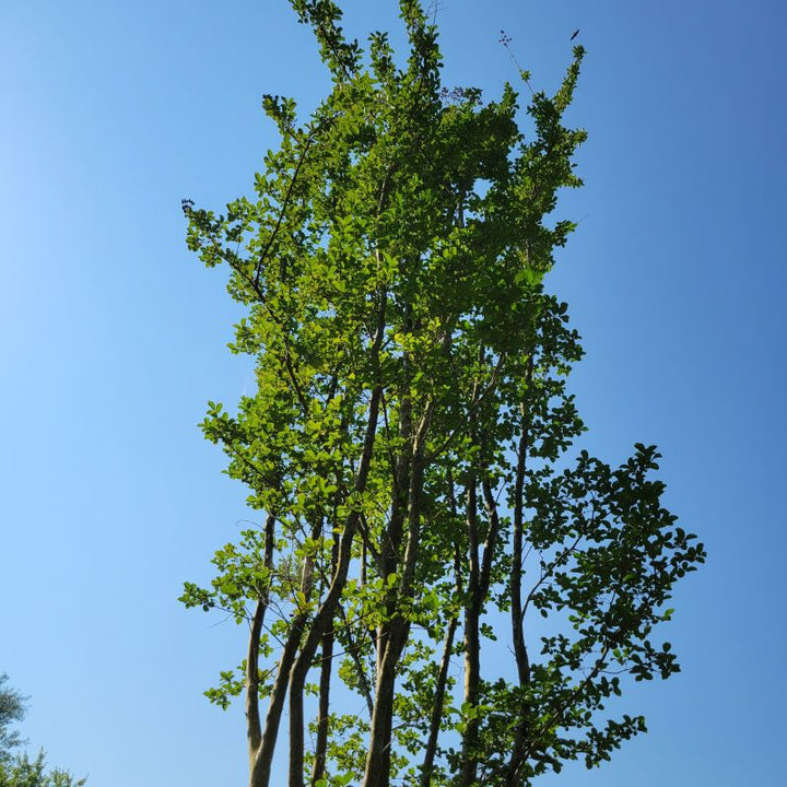 Large, upright behavior of Lagerstroemia indica x fauriei 'Tuscarora' (Crape Myrtle)