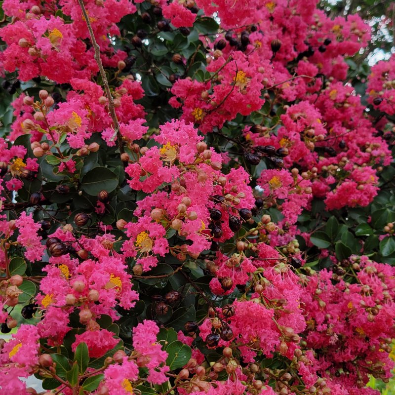 A close-up photo of the fuchsia pink flowers of Lagerstroemia 'Tuscarora' crape myrtle