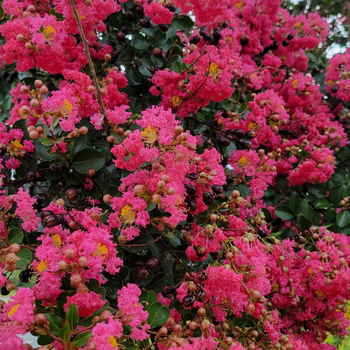 A close-up photo of the fuchsia pink flowers of Lagerstroemia 'Tuscarora' crape myrtle