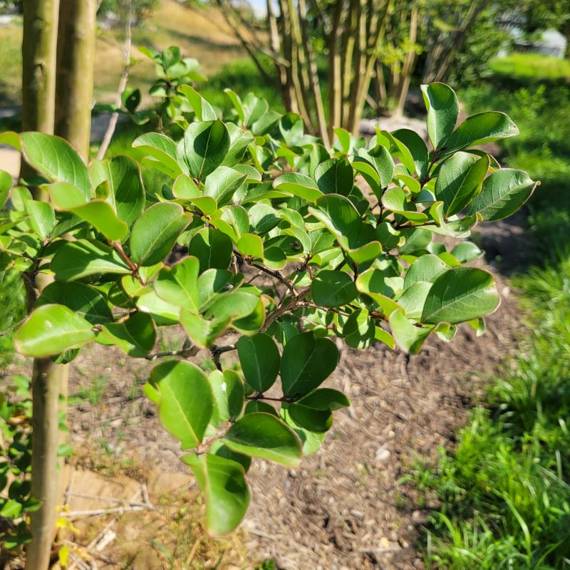 Close-up of the attractive, glossy green leaves of Lagerstroemia indica x fauriei 'Tuscarora' (Crape Myrtle)