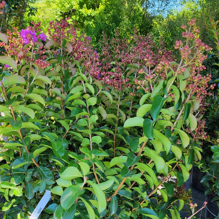 A photo of the structure and glossy green foliage of Lagerstroemia indica 'Catawba' crape myrtle
