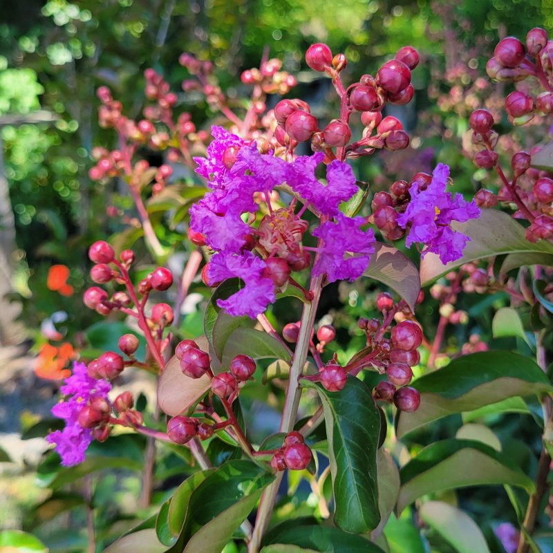 A close-up of the pink-purple flowers and red developing flower buds of Lagerstroemia indica 'Catawba' crape myrtle in early summer