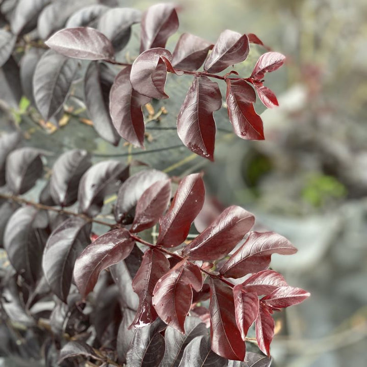 Close-up of Lagerstroemia indica 'Moonlight Magic'  with purple fall foliage.