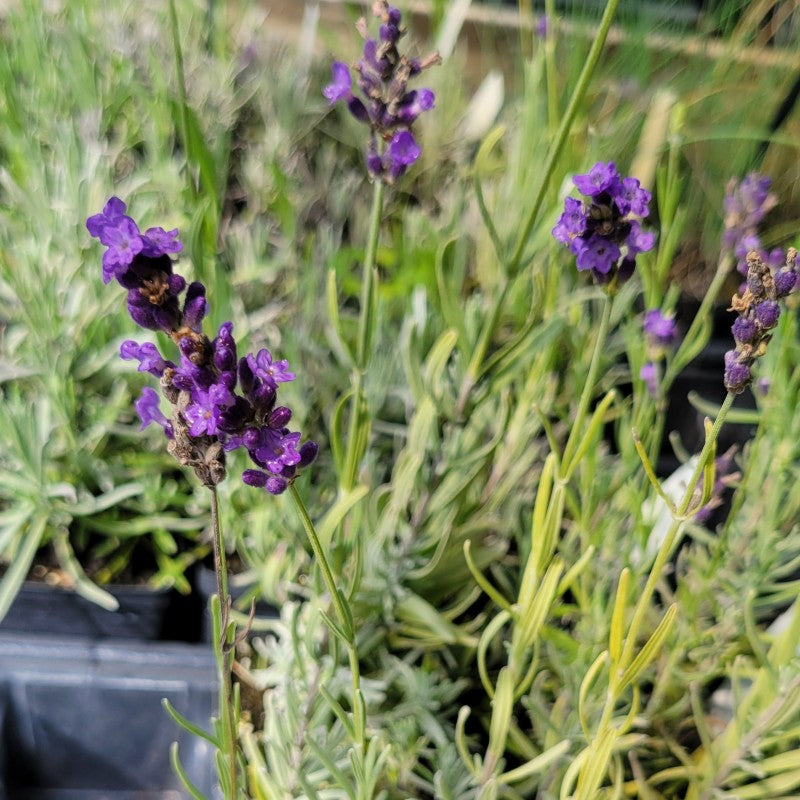 A close-up photo of the namesake purple flowers of 'Hidcote' English lavender