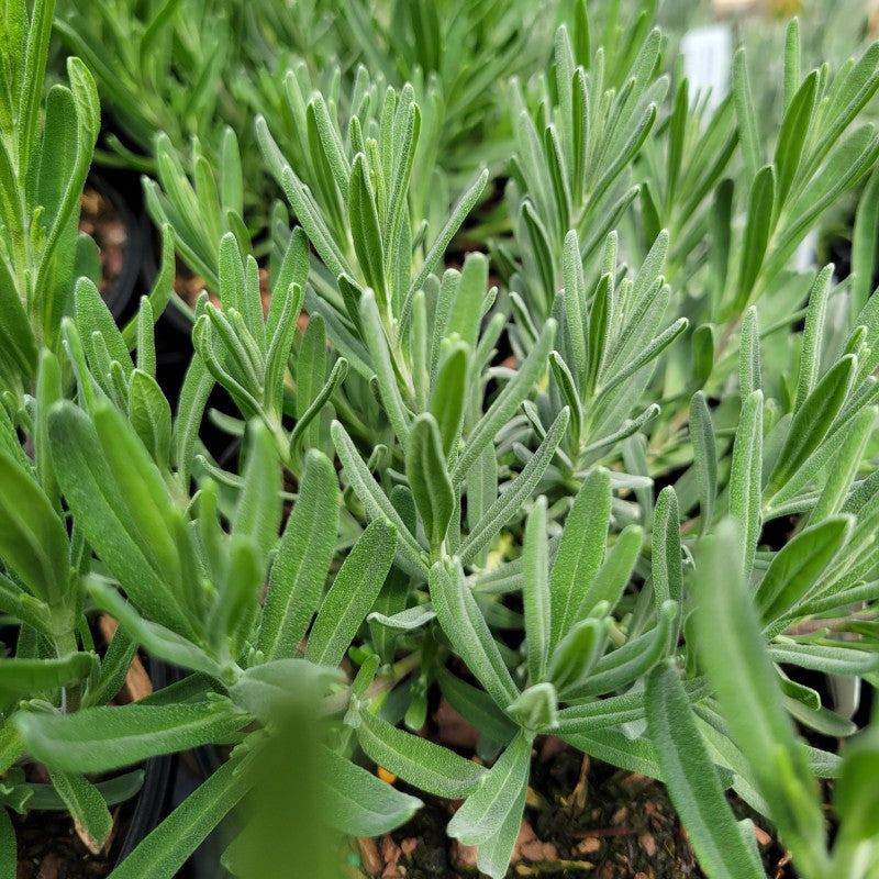 A close-up photo of the silvery-blue foliage of 'SuperBlue' lavender