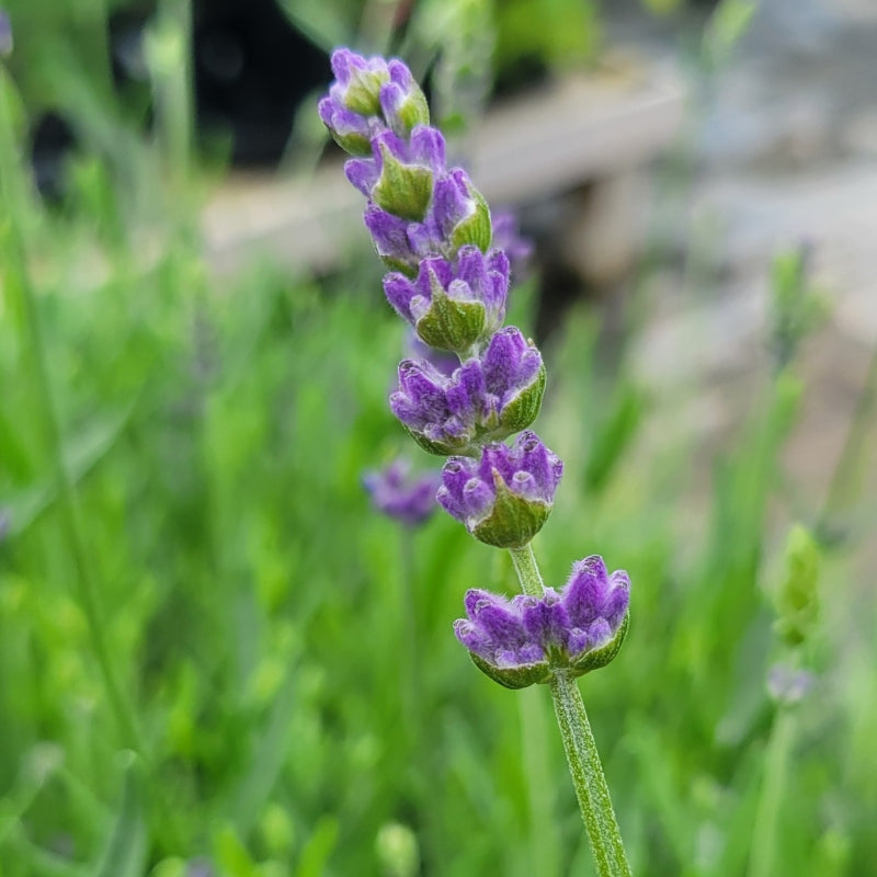 A close-up photo of the dark, purple-blue flowers of Lavandula angustifolia 'SuperBlue' English lavender.