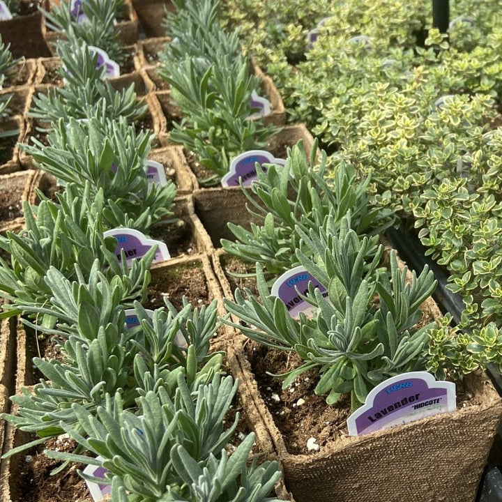 'Hidcote' lavender grown in 4-inch jiffy pots alongside variegated thyme.