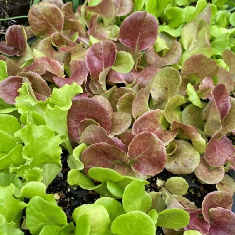 Various lettuce plugs in red and green, grown as CP72 plugs.