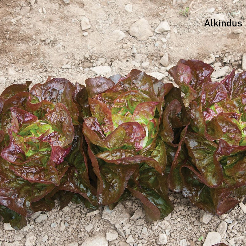 Several heads of 'Alkindus' red butterleaf lettuce on a rocky background.