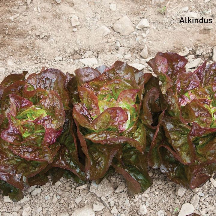 Several heads of 'Alkindus' red butterleaf lettuce on a rocky background.