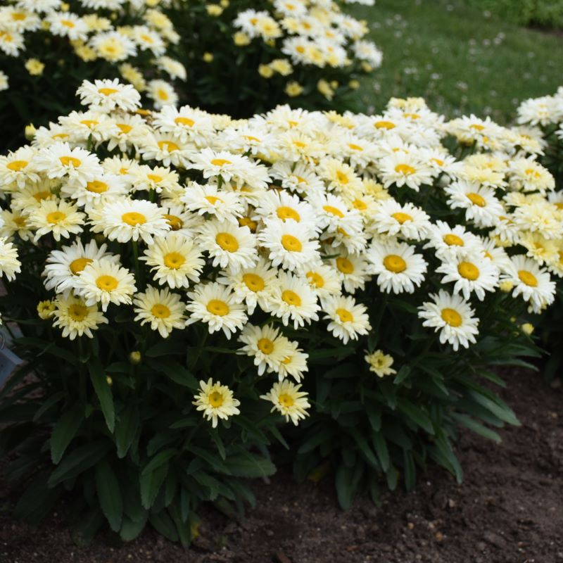 Yellow and white blooming Leucanthemum x superbum Amazing Daisies® 'Banana Cream II' planted en masse.