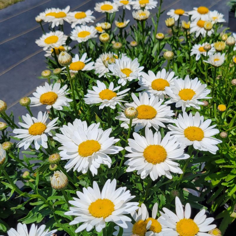 A photo of dozens of profuse, white and yellow daisy blooms atop Leucanthemum x superbum 'Madonna' shasta daisy