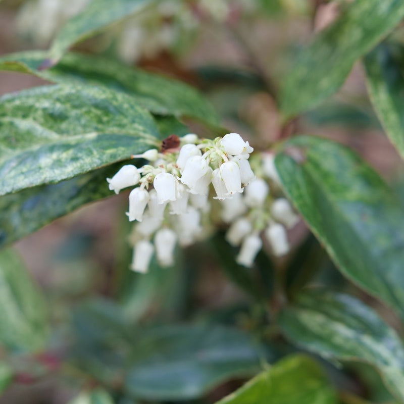 A close-up photo of the drooping, cream-white, bell-shaped flowers of Leucothoe fontanesiana 'Paisley Pup'