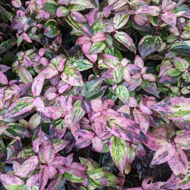 A close-up photo of the colorful early spring foliage of Leucothoe 'Paisley Pup' with pinks and cream whites.