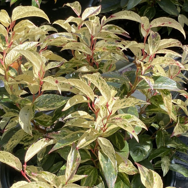 Variegated cream and green leaves with reddish stems of Leucothoe fontanesiana Paisley Pup