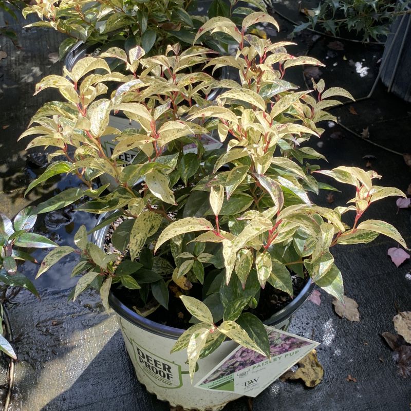 Potted plant with variegated cream and green leaves and reddish stems.